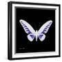 Miss Butterfly Brookiana Sq - X-Ray Black Edition-Philippe Hugonnard-Framed Photographic Print