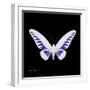 Miss Butterfly Brookiana Sq - X-Ray Black Edition-Philippe Hugonnard-Framed Photographic Print