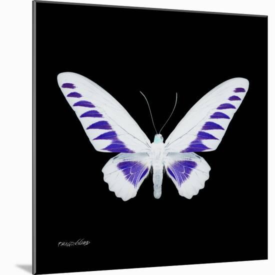 Miss Butterfly Brookiana Sq - X-Ray Black Edition-Philippe Hugonnard-Mounted Photographic Print