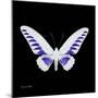 Miss Butterfly Brookiana Sq - X-Ray Black Edition-Philippe Hugonnard-Mounted Photographic Print