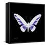 Miss Butterfly Brookiana Sq - X-Ray Black Edition-Philippe Hugonnard-Framed Stretched Canvas
