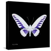 Miss Butterfly Brookiana Sq - X-Ray Black Edition-Philippe Hugonnard-Stretched Canvas