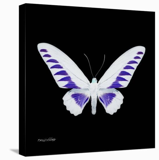 Miss Butterfly Brookiana Sq - X-Ray Black Edition-Philippe Hugonnard-Stretched Canvas