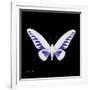 Miss Butterfly Brookiana Sq - X-Ray Black Edition-Philippe Hugonnard-Framed Photographic Print