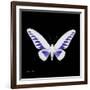 Miss Butterfly Brookiana Sq - X-Ray Black Edition-Philippe Hugonnard-Framed Photographic Print