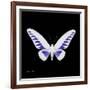 Miss Butterfly Brookiana Sq - X-Ray Black Edition-Philippe Hugonnard-Framed Photographic Print