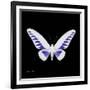 Miss Butterfly Brookiana Sq - X-Ray Black Edition-Philippe Hugonnard-Framed Photographic Print