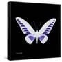 Miss Butterfly Brookiana Sq - X-Ray Black Edition-Philippe Hugonnard-Framed Stretched Canvas