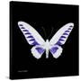 Miss Butterfly Brookiana Sq - X-Ray Black Edition-Philippe Hugonnard-Stretched Canvas