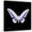 Miss Butterfly Brookiana Sq - X-Ray Black Edition-Philippe Hugonnard-Stretched Canvas