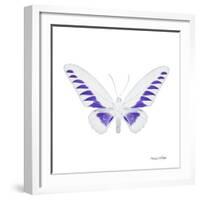 Miss Butterfly Brookiana Sq - X-Ray White Edition-Philippe Hugonnard-Framed Photographic Print