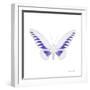 Miss Butterfly Brookiana Sq - X-Ray White Edition-Philippe Hugonnard-Framed Photographic Print