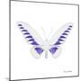 Miss Butterfly Brookiana Sq - X-Ray White Edition-Philippe Hugonnard-Mounted Photographic Print