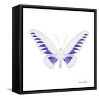 Miss Butterfly Brookiana Sq - X-Ray White Edition-Philippe Hugonnard-Framed Stretched Canvas