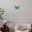 Miss Butterfly Brookiana - Turquoise-Philippe Hugonnard-Photographic Print displayed on a wall