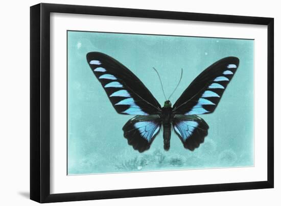 Miss Butterfly Brookiana - Turquoise-Philippe Hugonnard-Framed Photographic Print
