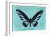 Miss Butterfly Brookiana - Turquoise-Philippe Hugonnard-Framed Photographic Print