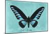 Miss Butterfly Brookiana - Turquoise-Philippe Hugonnard-Mounted Photographic Print