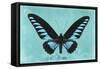 Miss Butterfly Brookiana - Turquoise-Philippe Hugonnard-Framed Stretched Canvas