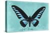Miss Butterfly Brookiana - Turquoise-Philippe Hugonnard-Stretched Canvas