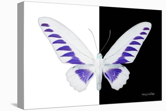 Miss Butterfly Brookiana - X-Ray B&W Edition-Philippe Hugonnard-Stretched Canvas