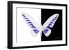 Miss Butterfly Brookiana - X-Ray B&W Edition-Philippe Hugonnard-Framed Photographic Print