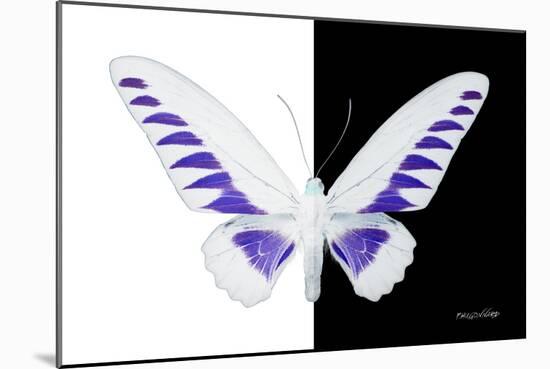 Miss Butterfly Brookiana - X-Ray B&W Edition-Philippe Hugonnard-Mounted Photographic Print