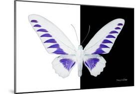 Miss Butterfly Brookiana - X-Ray B&W Edition-Philippe Hugonnard-Mounted Photographic Print