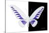 Miss Butterfly Brookiana - X-Ray B&W Edition-Philippe Hugonnard-Stretched Canvas