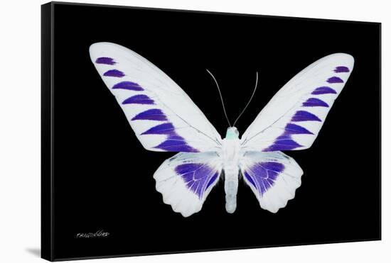 Miss Butterfly Brookiana - X-Ray Black Edition-Philippe Hugonnard-Framed Stretched Canvas