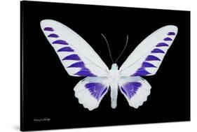 Miss Butterfly Brookiana - X-Ray Black Edition-Philippe Hugonnard-Stretched Canvas