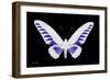 Miss Butterfly Brookiana - X-Ray Black Edition-Philippe Hugonnard-Framed Photographic Print