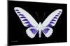 Miss Butterfly Brookiana - X-Ray Black Edition-Philippe Hugonnard-Mounted Photographic Print