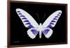 Miss Butterfly Brookiana - X-Ray Black Edition-Philippe Hugonnard-Framed Photographic Print
