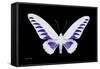 Miss Butterfly Brookiana - X-Ray Black Edition-Philippe Hugonnard-Framed Stretched Canvas