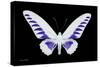 Miss Butterfly Brookiana - X-Ray Black Edition-Philippe Hugonnard-Stretched Canvas