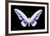 Miss Butterfly Brookiana - X-Ray Black Edition-Philippe Hugonnard-Framed Photographic Print