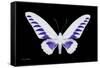 Miss Butterfly Brookiana - X-Ray Black Edition-Philippe Hugonnard-Framed Stretched Canvas