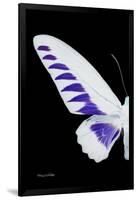 Miss Butterfly Brookiana - X-Ray Left Black Edition-Philippe Hugonnard-Framed Photographic Print