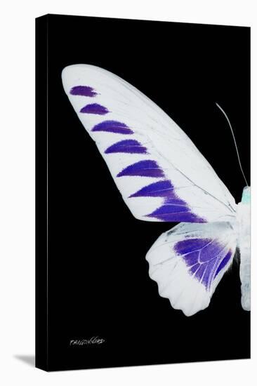 Miss Butterfly Brookiana - X-Ray Left Black Edition-Philippe Hugonnard-Stretched Canvas