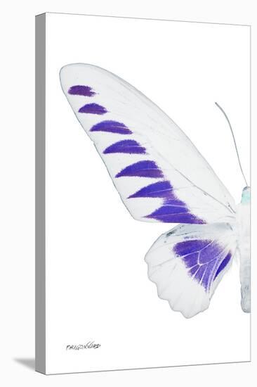 Miss Butterfly Brookiana - X-Ray Left White Edition-Philippe Hugonnard-Stretched Canvas