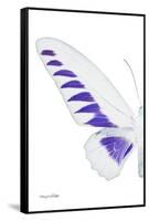 Miss Butterfly Brookiana - X-Ray Left White Edition-Philippe Hugonnard-Framed Stretched Canvas