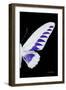 Miss Butterfly Brookiana - X-Ray Right Black Edition-Philippe Hugonnard-Framed Photographic Print