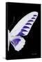 Miss Butterfly Brookiana - X-Ray Right Black Edition-Philippe Hugonnard-Framed Stretched Canvas