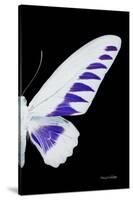 Miss Butterfly Brookiana - X-Ray Right Black Edition-Philippe Hugonnard-Stretched Canvas