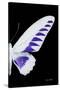 Miss Butterfly Brookiana - X-Ray Right Black Edition-Philippe Hugonnard-Stretched Canvas