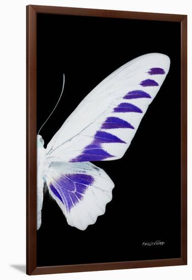 Miss Butterfly Brookiana - X-Ray Right Black Edition-Philippe Hugonnard-Framed Photographic Print