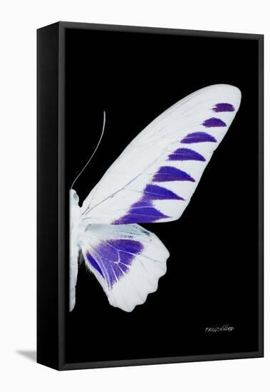 Miss Butterfly Brookiana - X-Ray Right Black Edition-Philippe Hugonnard-Framed Stretched Canvas