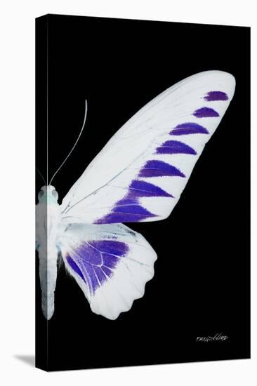 Miss Butterfly Brookiana - X-Ray Right Black Edition-Philippe Hugonnard-Stretched Canvas