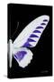 Miss Butterfly Brookiana - X-Ray Right Black Edition-Philippe Hugonnard-Stretched Canvas